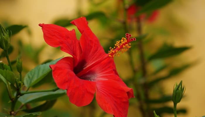Hibiscus Oil for Hair