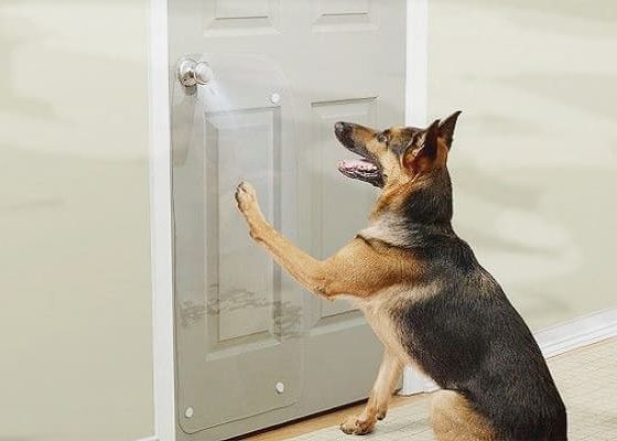 7-effective-methods-put-end-your-dog-scratching-doors