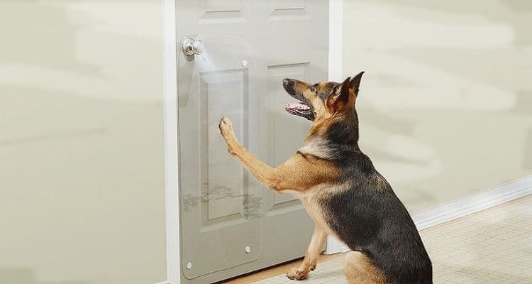 7 Effective Methods to Put an End to Your Dog’s Door Scratching